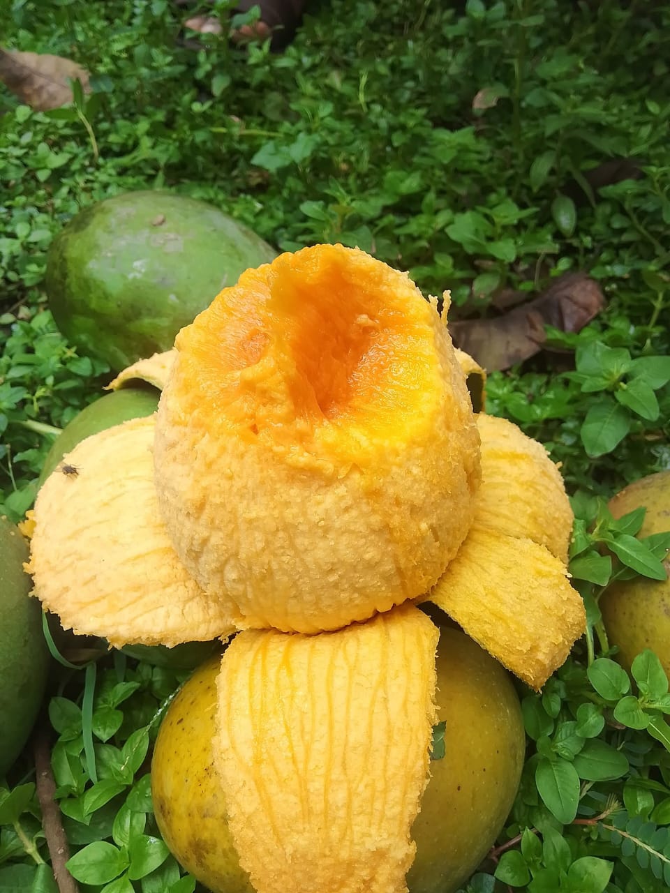 রংপুরের বিখ্যাত হাঁড়িভাঙ্গা আম 10kg